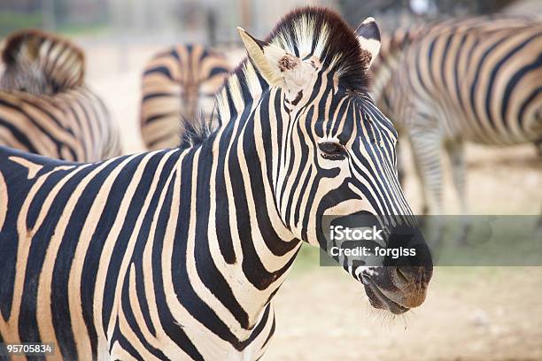 Zebra And Herd Stock Photo - Download Image Now - Africa, Animal, Animal Hair