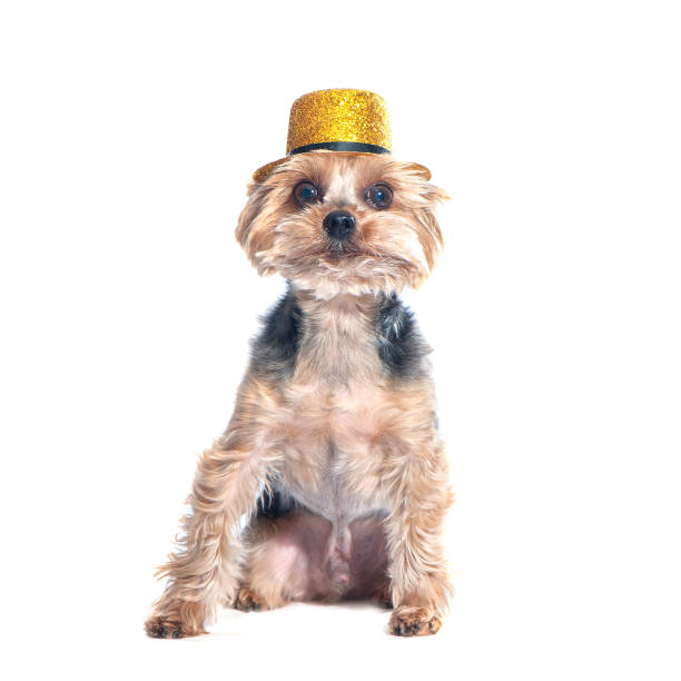 istock Dog in hat, yorkshire terrier isolated on white 957058816