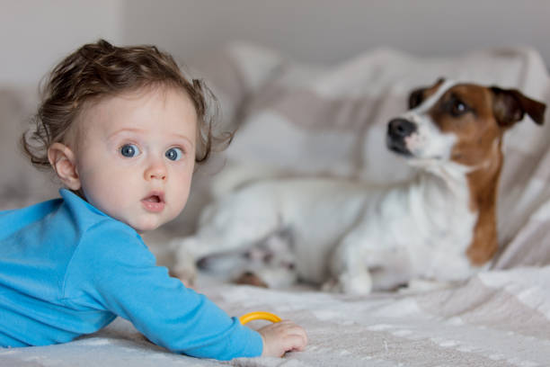 istock Little baby boy with jack russell terrier 957061144