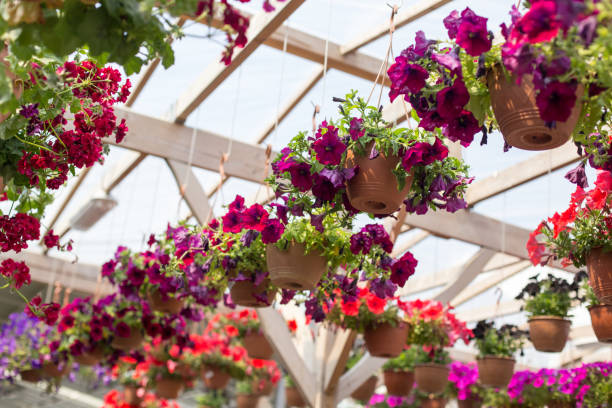 istock Purple petunia in hanging pots 957063494