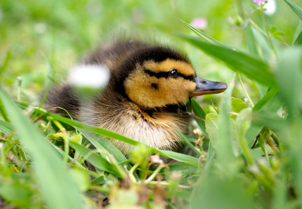 Small duck roaming into the meadow