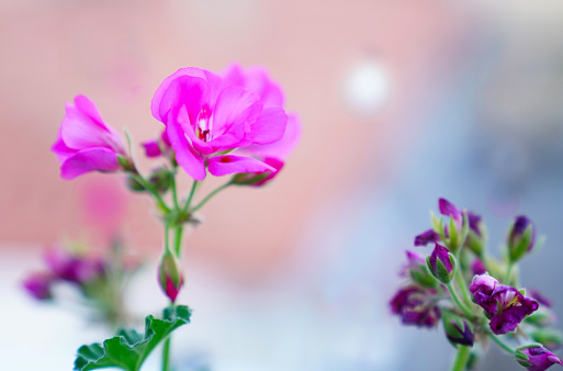 Pelargonium graveolens plant with pink flowers, \