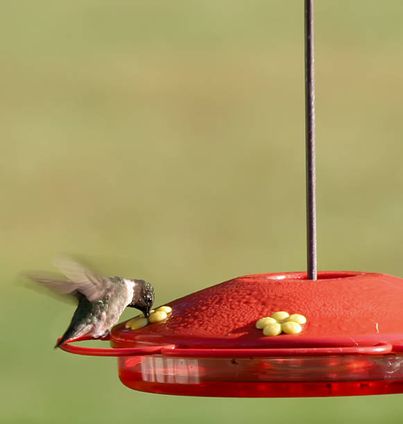 istock Hummingbird with beak in feeder 95706758
