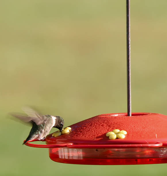Hummingbird with beak in feeder stock photo