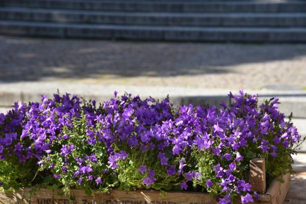 istock Purple flower bed 957072782