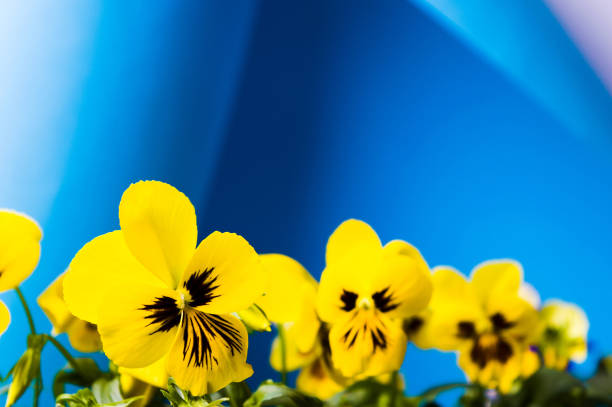 Bunch of yellow violet flowers against blue background