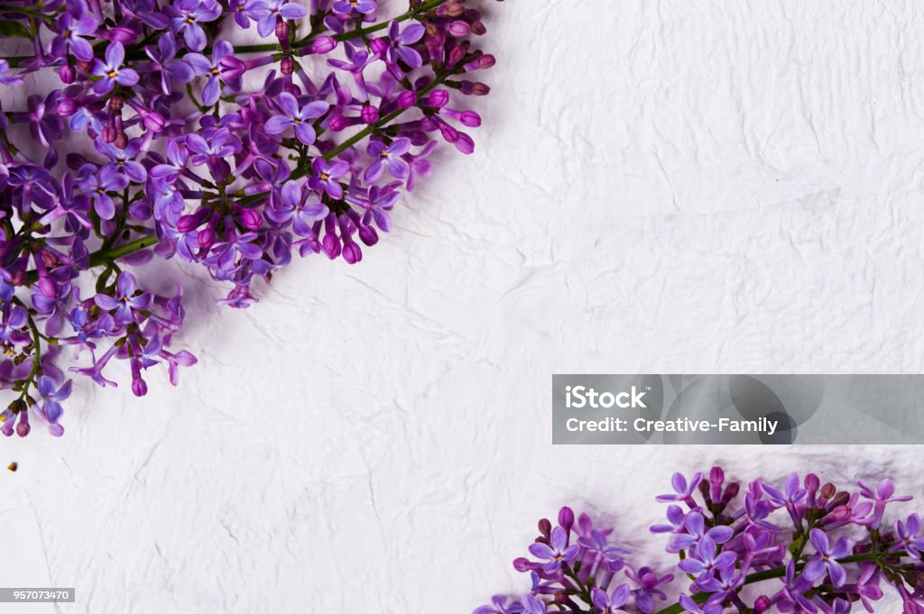 Arreglo De Flores Color Lila En Tela Blanca Foto de stock y más banco de imágenes de Arbusto - Arbusto, Arreglo, Blanco - Color - iStock Arreglo De Flores Color Lila En Tela Blanca Foto de stock y más banco de imágenes de Arbusto - Arbusto, Arreglo, Blanco - Color - iStock
