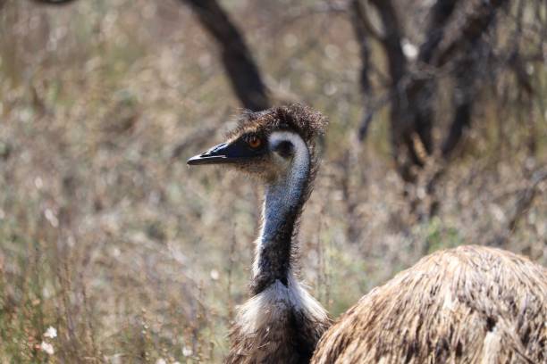istock Australian emu in the wild Australian outback 957073574