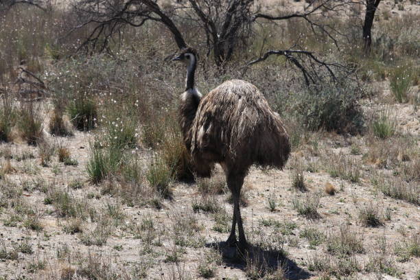 istock Australian emu in the wild outback 957073646