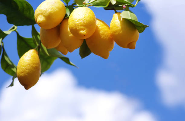 A beautiful view of organic lemon in an lemon orchard,