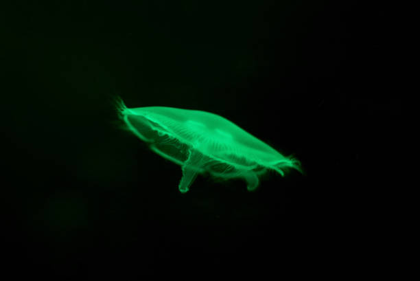 istock Green Jelly fish on black isolated background 957076534