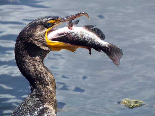 Double-crested Cormorant (Phalacrocorax auritus) Double-crested Cormorant with catch. cormorant stock pictures, royalty-free photos & images