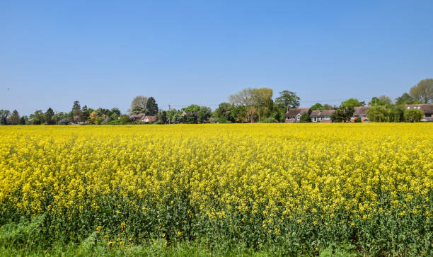 istock A field of rapeseed on a sunny day 957079812