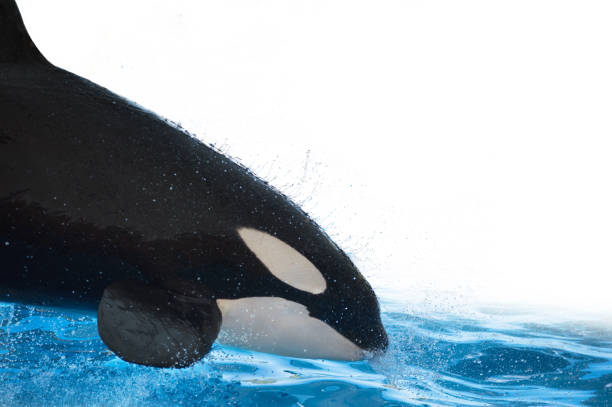 istock Killer whale jumping and splashing on the water on white isolated background 957080106
