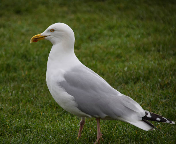 istock A portrait of a herring gull on grass 957080470