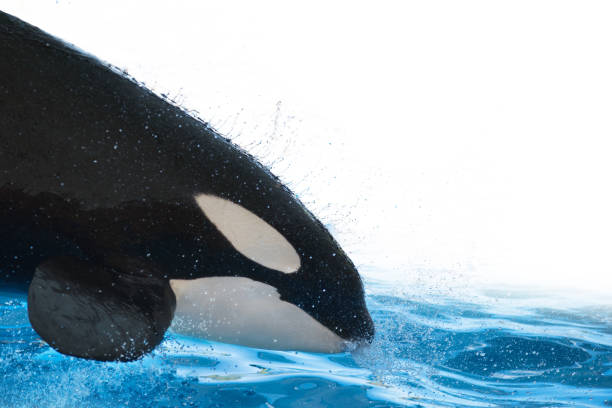 istock Killer whale jumping and splashing on the water on white isolated background 957081024