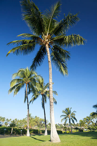 istock Tropical garden with palm trees 95708123