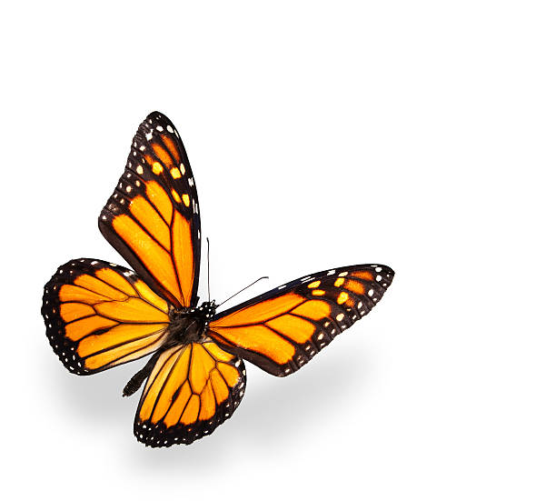 farfalla monarca isolato su bianco con morbida ombra - farfalla foto e immagini stock