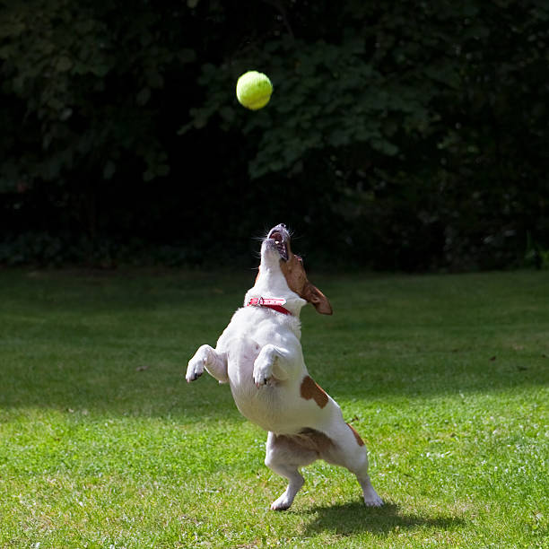 istock Jack Russell terrier jumping for a ball 95708242