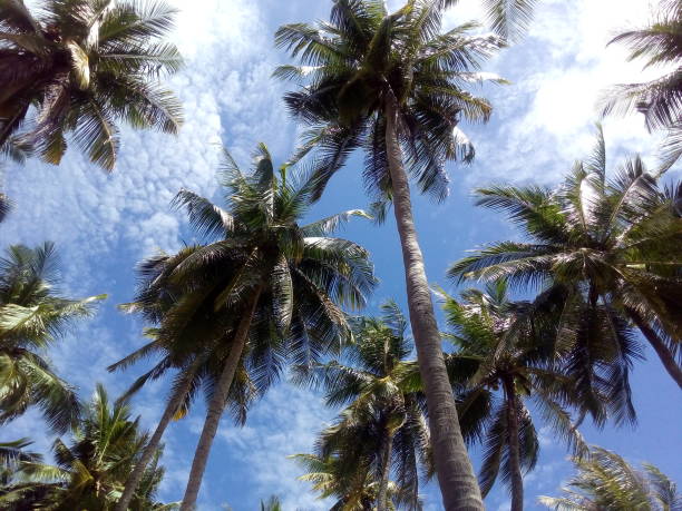 istock The blue sky of Panrang Luhu 957083744