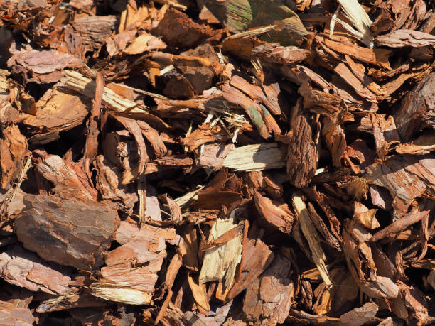 istock Shredded brown bark background, close-up. Wood mulch chips from pine bark. Garden decorative and landscape works 957083954