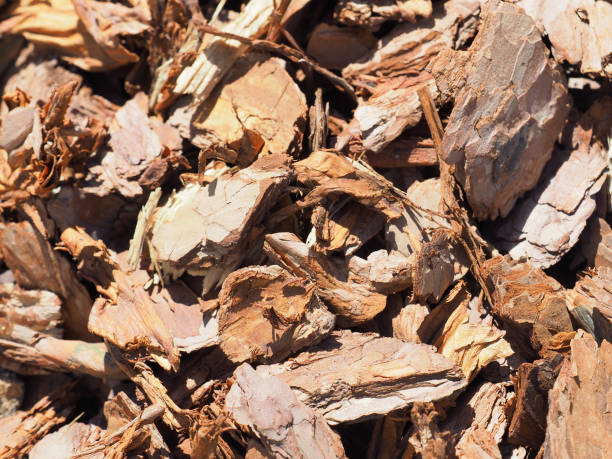 istock Wood mulch chips from pine bark. Shredded brown bark background, close-up. Garden decorative and landscape works 957083984