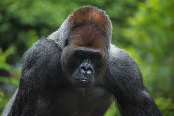 retrato de um gorila de baixa altitude oeste - gorilla west monkey wildlife - fotografias e filmes do acervo