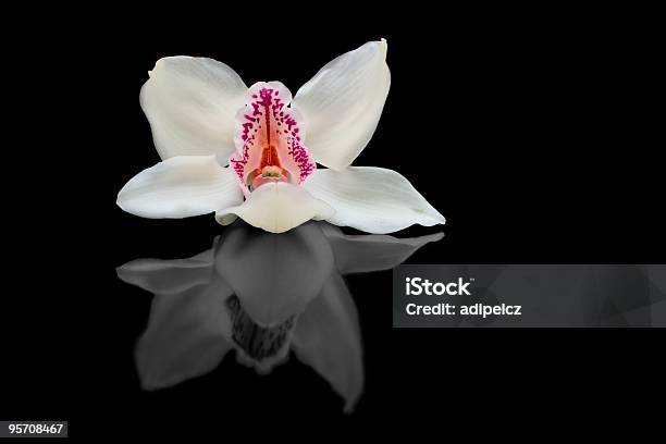 Primer Plano De Una Orquídea Blanca Foto de stock y más banco de imágenes de Abierto - Abierto, Aromaterapia, Arreglo floral