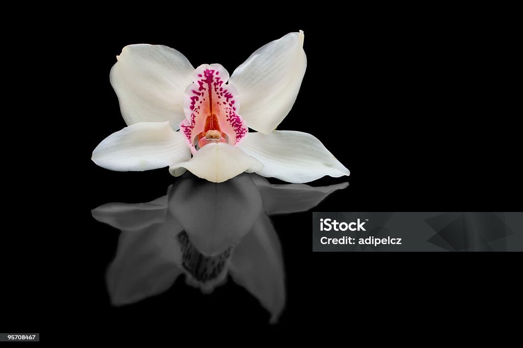 Gros plan d'une orchidée blanche - Photo de Arbre en fleurs libre de droits