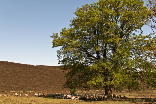 istock Sheep underneath a big tree in Veluwezoom National Park 957087484