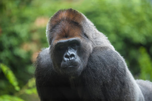 retrato de um gorila de baixa altitude oeste - gorilla west monkey wildlife - fotografias e filmes do acervo