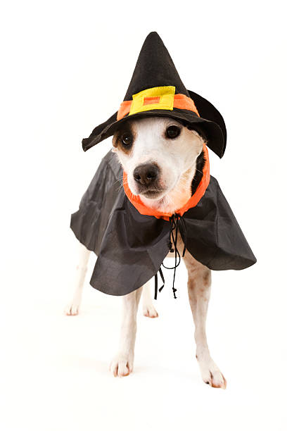 Dog Witch Full length pet portrait of a Jack Russell Terrier in a witch costume on a white background; copy space  witch photos stock pictures, royalty-free photos & images