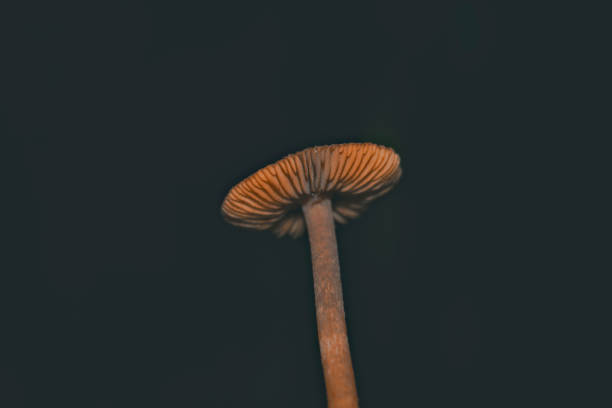 istock Poisonous forest mushrooms close-up. 957090464