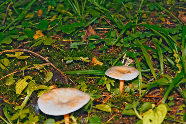 primer plano de setas de bosque venenoso. - sphagnum bog galerina fotografías e imágenes de stock