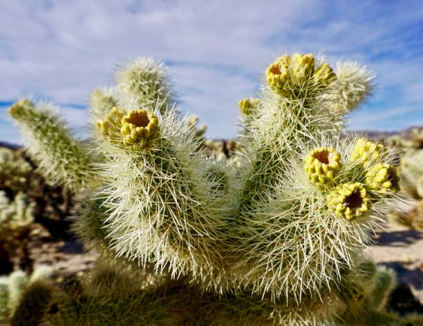 istock close up of cholla cactus 957090886