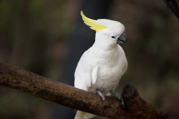 istock Sulphur crested cockatoo 957090938