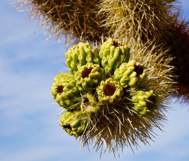 istock extreme close up of flowering cactus 957090972