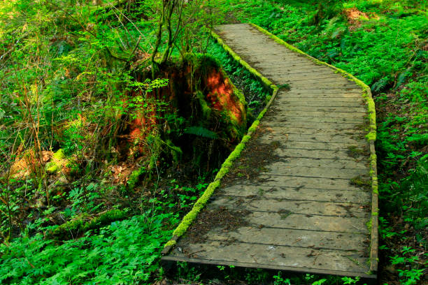istock Pacific Northwest forest boardwalk hiking trail 957091684
