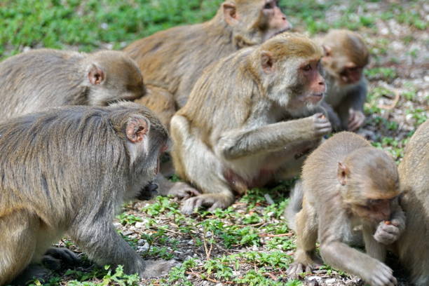 istock Monkeys eating peanuts off the ground in Vietnam 957094428