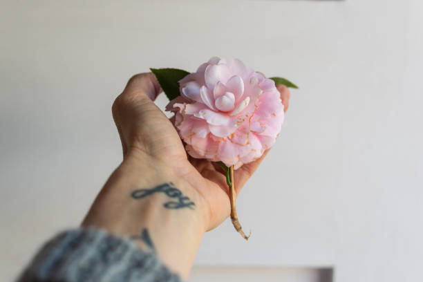 istock Woman's hand holding pink camellia 957095056