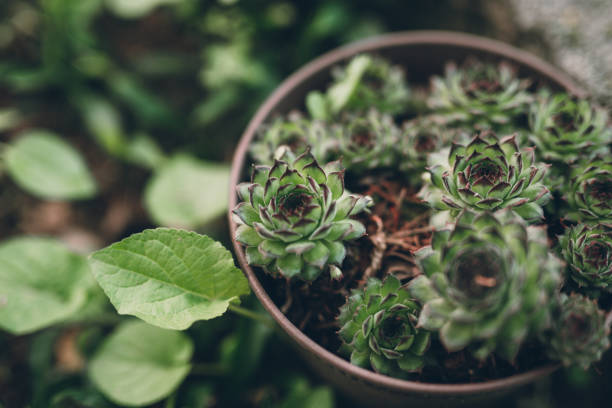 Top view of pot with houseleek
