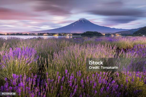 Mountain Fuji Stock Photo - Download Image Now - Japan, Mt. Fuji, Agricultural Field