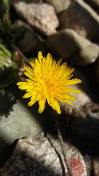 istock Close up of spring dandelion 957096812
