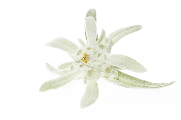 istock edelweiss isolated on the white background 95709853