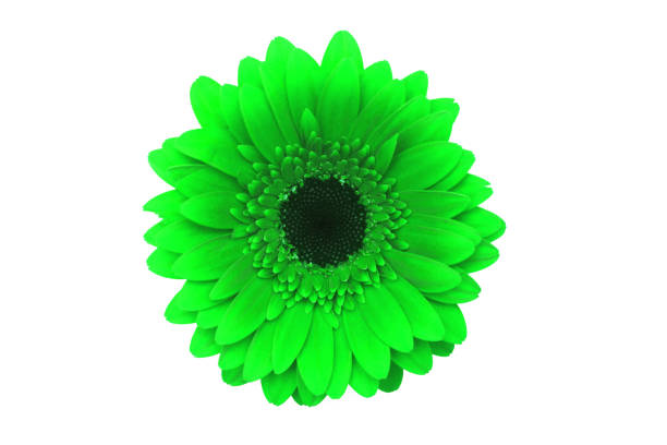 istock beautiful green gerbera isolated on white background 957099910
