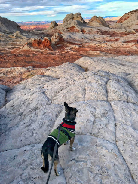istock Dog on the cliff. White Pocket, Arizona 957099922