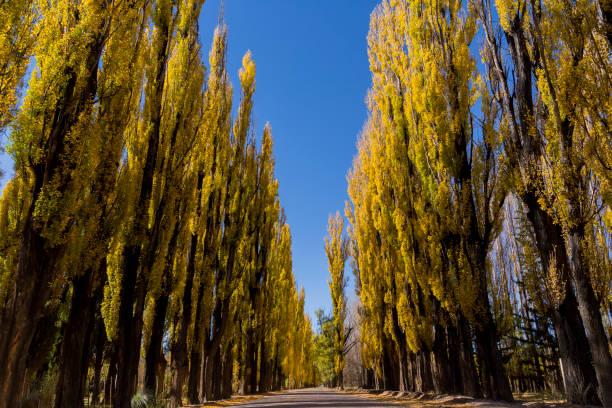 Autumn in Mendoza