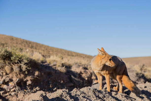 A brown fox walking through the Atacama Desert 