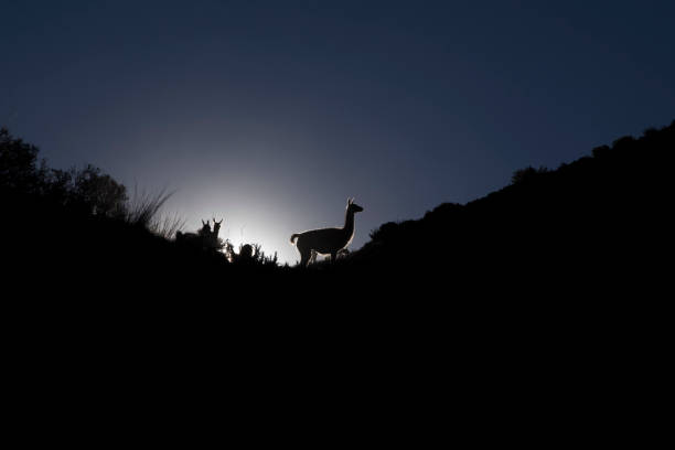 Guanacos by the mountain