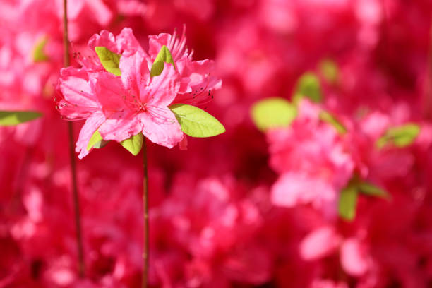 istock Springtime closeup of a royal red rhododendron flower 957101730